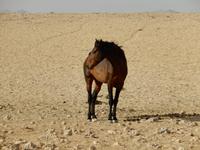 0368 Wildpferde auf der Garub-Ebene