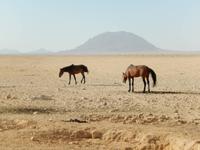 0369 Wildpferde auf der Garub-Ebene