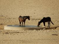 0371 Wildpferde auf der Garub-Ebene