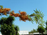 0378 australische Silbereiche im Hotel Helmeringhausen