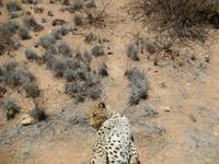 0388 Catwalk - Leopard