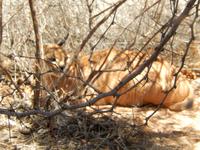 0389 Catwalk - Leopard