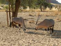 0409 Namib Desert Lodge
