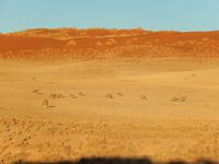 0418 frühmorgens im Sossusvlei