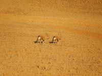 0419 frühmorgens im Sossusvlei