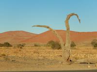 0428 frühmorgens im Sossusvlei