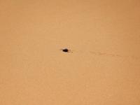0466 Dünenwanderung auf Big Mama im Sossusvlei