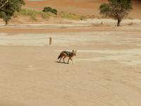 0491 Schabrackenschakal