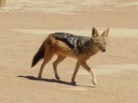 0492 Schabrackenschakal