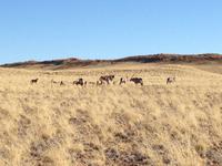 0514 Sundownerfahrt Namib Deser Lodge