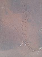 0521 Sundownerfahrt Namib Deser Lodge - Spurenlesen