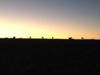 0534 Sundownerfahrt Namib Deser Lodge
