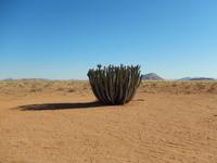0540 Namibische Giftwolfsmilch (Euphorbia virosa)