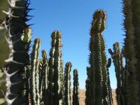 0542 Namibische Giftwolfsmilch (Euphorbia virosa)