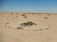 0561 Welwitschia mirabilis