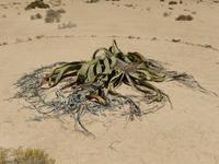 0562 Welwitschia mirabilis