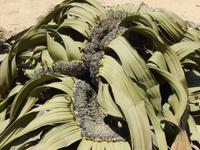 0564 Welwitschia mirabilis