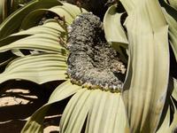 0565 Welwitschia mirabilis