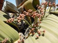 0566 Welwitschia mirabilis