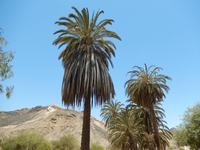 0575 Oase Goanikontes