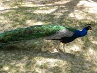 0579 Oase Goanikontes