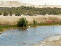 0580 Flamingos vor Swakopmund