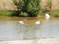 0581 Flamingos vor Swakopmund