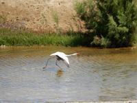 0582 Flamingos vor Swakopmund
