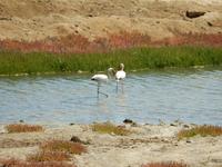 0583 Flamingos vor Swakopmund