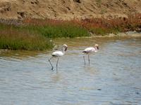 0584 Flamingos vor Swakopmund