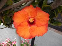 0608 in Swakopmund unterwegs