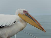 0616 Katamaran-Ausflug Walvis Bay - Pelikan