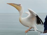 0617 Katamaran-Ausflug Walvis Bay - Pelikan