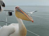 0620 Katamaran-Ausflug Walvis Bay - Pelikan
