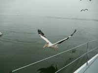 0621 Katamaran-Ausflug Walvis Bay - Pelikan