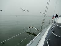 0622 Katamaran-Ausflug Walvis Bay - Pelikan