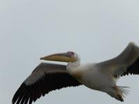 0627 Katamaran-Ausflug Walvis Bay - Pelikan