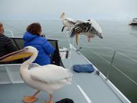 0628 Katamaran-Ausflug Walvis Bay - Pelikan
