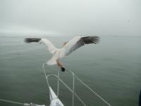 0629 Katamaran-Ausflug Walvis Bay - Pelikan