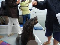 0635 Katamaran-Ausflug Walvis Bay - Robbe an Bord