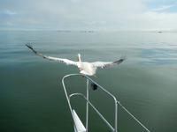 0644 Katamaran-Ausflug Walvis Bay - Abflug