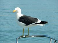 0659 Katamaran-Ausflug Walvis Bay - Möwe