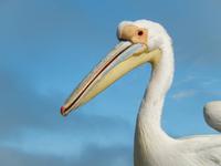 0661 Katamaran-Ausflug Walvis Bay - Pelikan