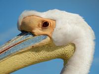 0663 Katamaran-Ausflug Walvis Bay - Pelikan