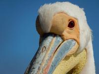 0664 Katamaran-Ausflug Walvis Bay - Pelikan