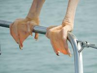 0665 Katamaran-Ausflug Walvis Bay - Pelikan