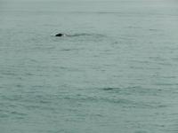 0667 Katamaran-Ausflug Walvis Bay - Delfine