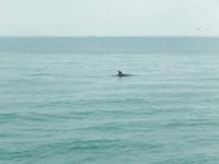 0669 Katamaran-Ausflug Walvis Bay - Delfine