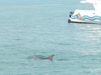 0672 Katamaran-Ausflug Walvis Bay - Delfine