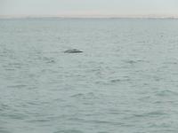 0674 Katamaran-Ausflug Walvis Bay - Delfine